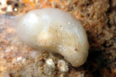 Pyuridae