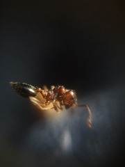 Crematogaster contemta