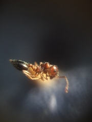Crematogaster contemta