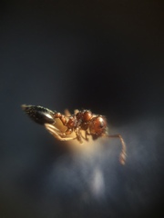 Crematogaster contemta