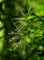 Ixora narcissodora