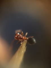 Crematogaster contemta