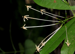Ixora narcissodora