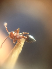 Crematogaster contemta