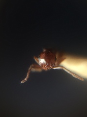 Crematogaster contemta