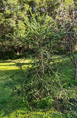 Araucaria cunninghamii