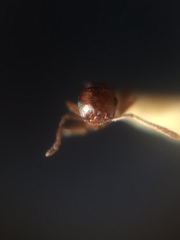 Crematogaster contemta