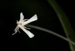Ixora narcissodora
