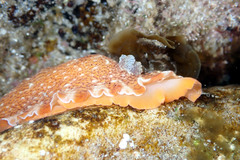 Aphelodoris lawsae