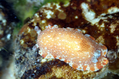 Aphelodoris lawsae