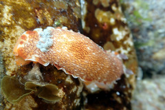Aphelodoris lawsae