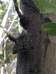 Catocala sponsa