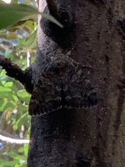 Catocala sponsa