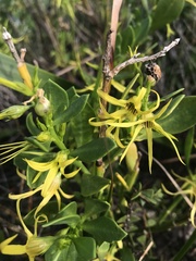 Anthocercis littorea
