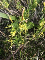 Anthocercis littorea