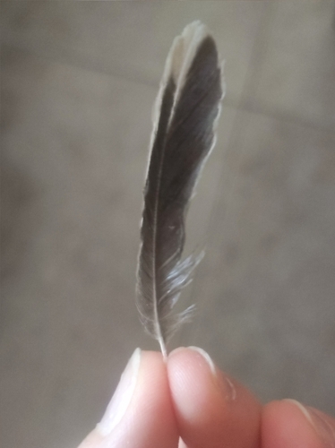 Plume de Alouette lulu