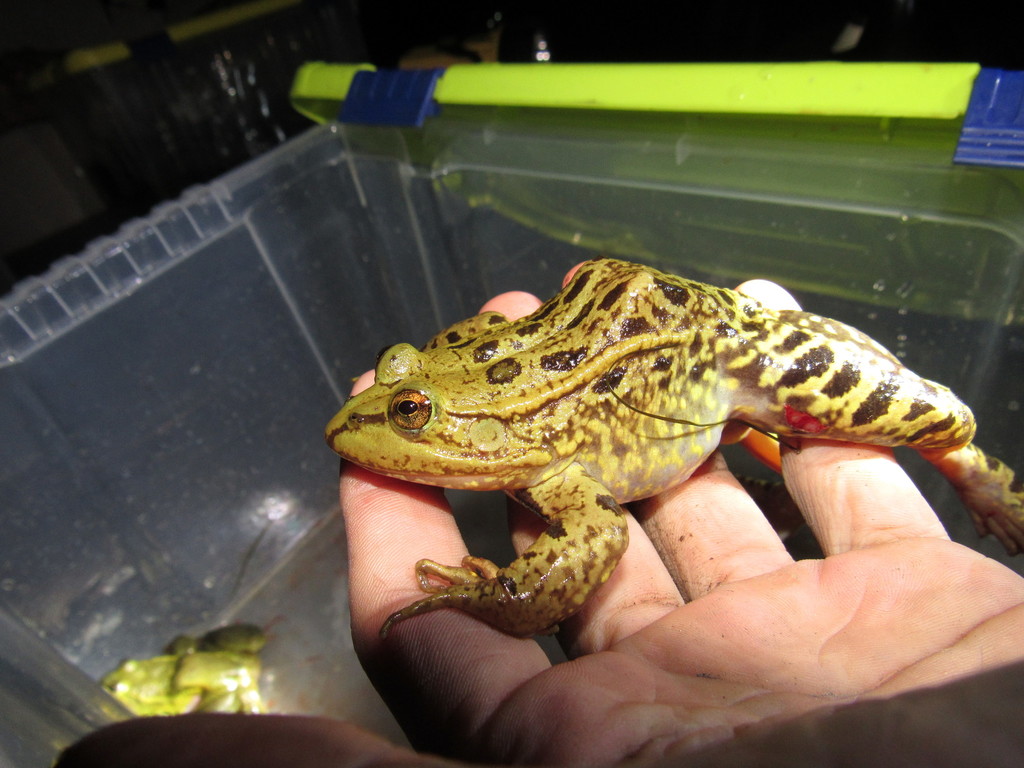 Big-Footed Leopard Frog