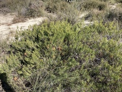 Banksia incana
