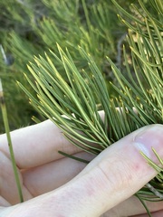 Banksia incana