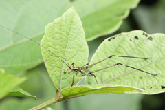 Phaneroptera nigroantennata