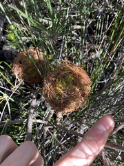 Banksia incana