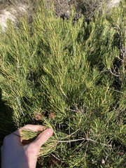 Banksia incana