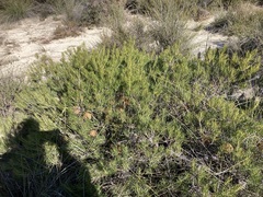 Banksia incana