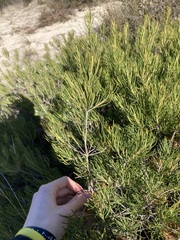 Banksia incana
