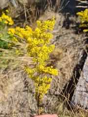 Galium verum