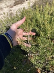 Banksia incana
