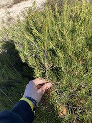 Banksia incana