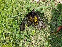 Troides helena