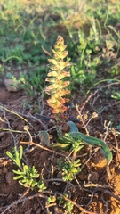 Lachenalia mutabilis