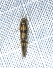 Agraylea multipunctata