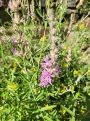 Lythrum salicaria