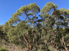 Eucalyptus suberea