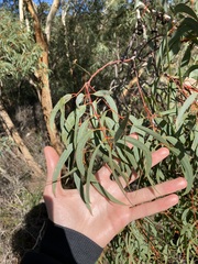 Eucalyptus suberea