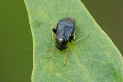 Halticus apterus