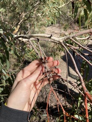 Eucalyptus suberea