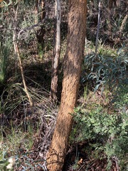 Eucalyptus suberea