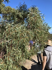 Eucalyptus suberea
