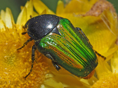 Leucocelis haemorrhoidalis
