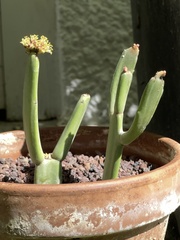 Euphorbia aphylla