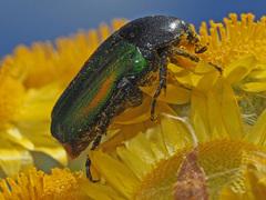 Leucocelis haemorrhoidalis