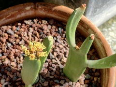 Euphorbia aphylla