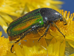 Leucocelis haemorrhoidalis