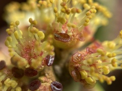 Euphorbia aphylla
