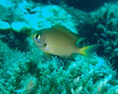 Pycnochromis atripes