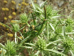 Steropleurus andalusius