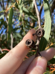 Eucalyptus lateritica